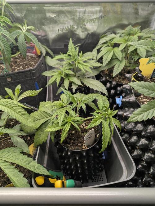 Micro Grow Q126. Week 3