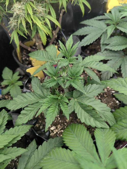 Glue 31 - Compound Genetics. Week 3