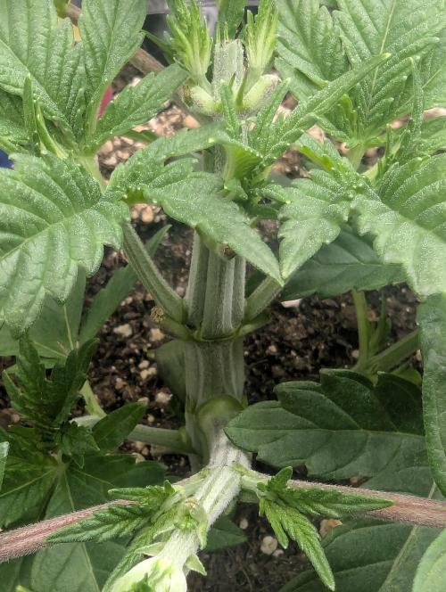 Glue 31 - Compound Genetics. Week 3