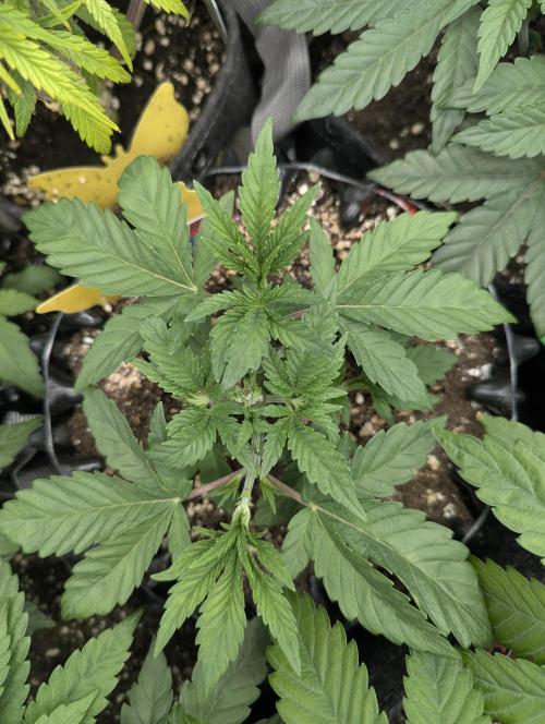 Glue 31 - Compound Genetics. Week 3