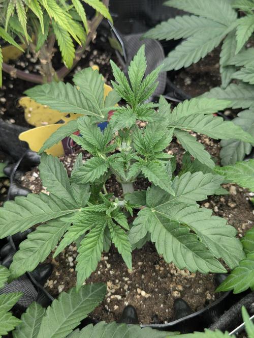 Glue 31 - Compound Genetics. Week 3