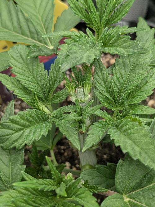 Glue 31 - Compound Genetics. Week 3