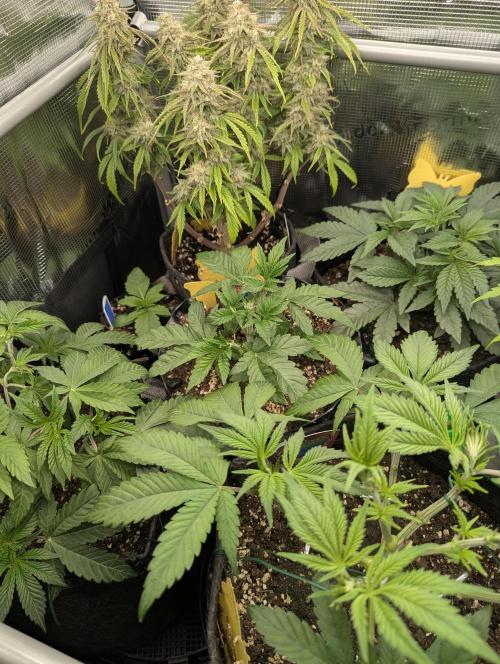 Glue 31 - Compound Genetics. Week 3