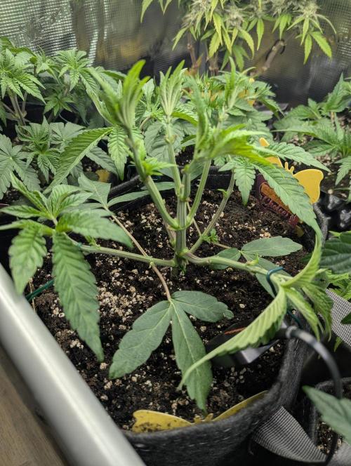 Gary Patron - Nine Weeks Harvest. Week 5