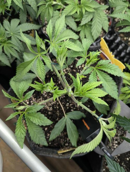 Gary Patron - Nine Weeks Harvest. Week 5