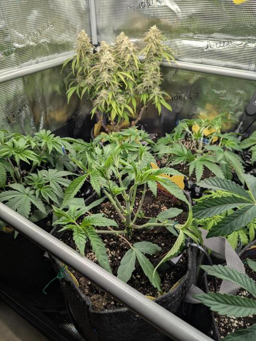 Gary Patron - Nine Weeks Harvest. Week 5