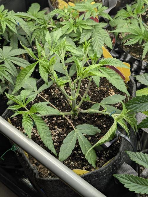 Gary Patron - Nine Weeks Harvest. Week 5