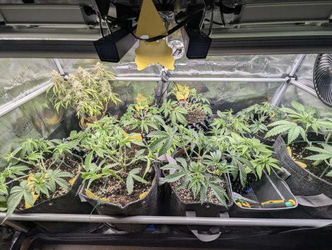 Gary Patron - Nine Weeks Harvest. Week 5