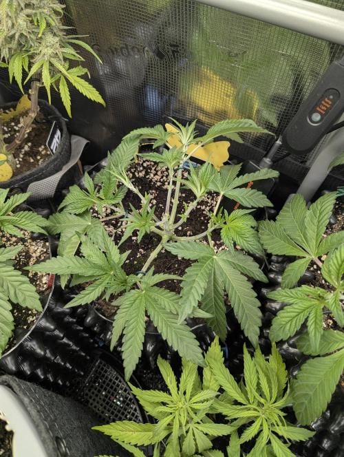 Monaco - Nine Weeks Harvest. Week 5