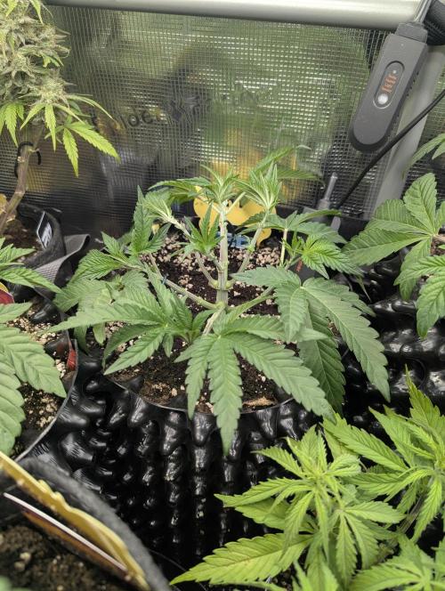 Monaco - Nine Weeks Harvest. Week 5