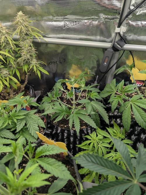 Monaco - Nine Weeks Harvest. Week 5