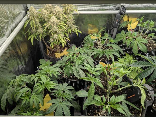Monaco - Nine Weeks Harvest. Week 5