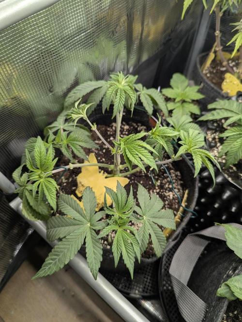Grand Prixx - Wizard Trees. Week 5