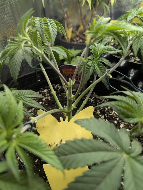 Grand Prixx - Wizard Trees. Week 5