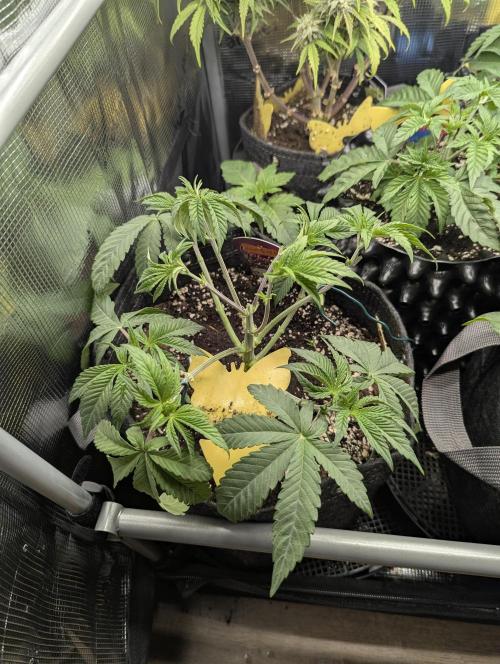 Grand Prixx - Wizard Trees. Week 5