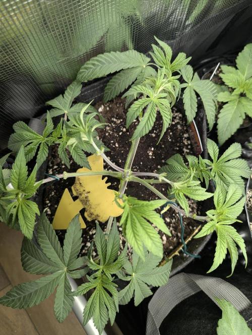Grand Prixx - Wizard Trees. Week 5