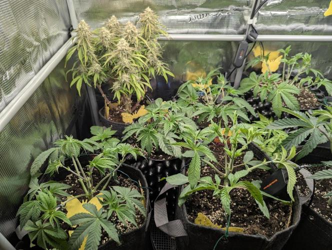 Grand Prixx - Wizard Trees. Week 5