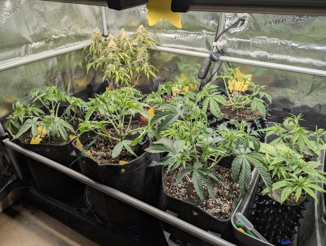 Grand Prixx - Wizard Trees. Week 5