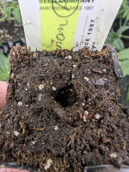 Toad Venum Auto - Growers Choice. Week 0