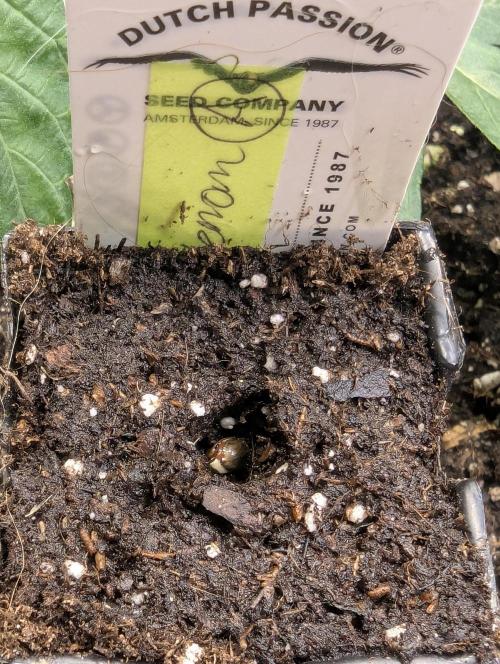Toad Venum Auto - Growers Choice. Week 0
