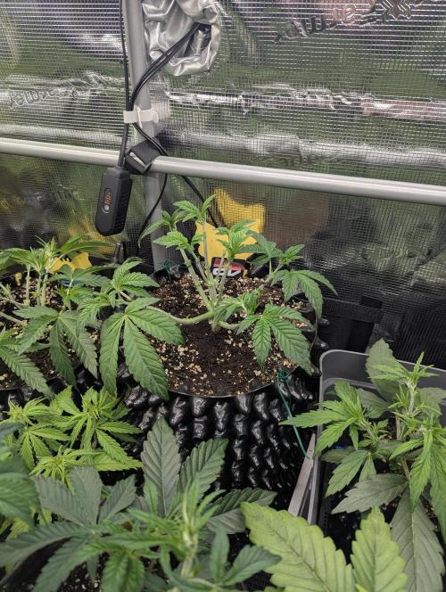 Grow Tent 3x3x6 (90cm x 90cm x 180cm). Week 5