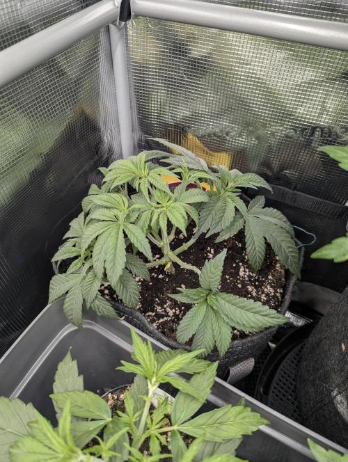 Night Ritual - Wizard Trees. Week 5