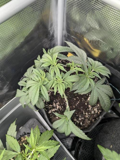 Night Ritual - Wizard Trees. Week 5