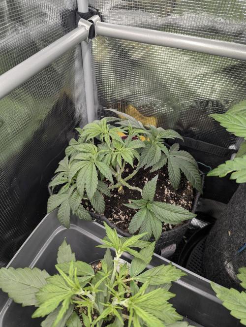 Night Ritual - Wizard Trees. Week 5