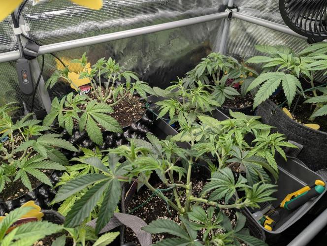 Grow Tent 3x3x6 (90cm x 90cm x 180cm). Week 5