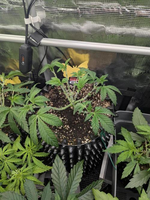 Potion - Wizard Trees. Week 5