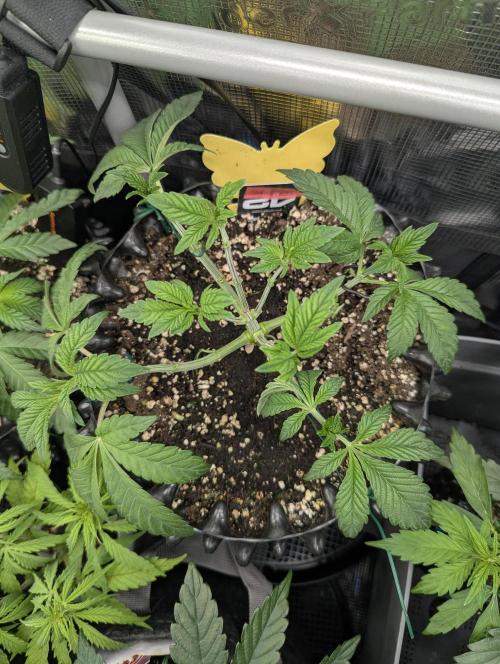 Potion - Wizard Trees. Week 5