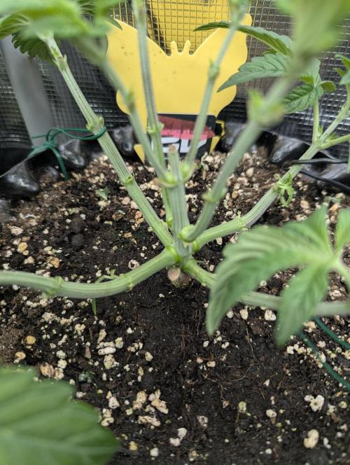 Potion - Wizard Trees. Week 5