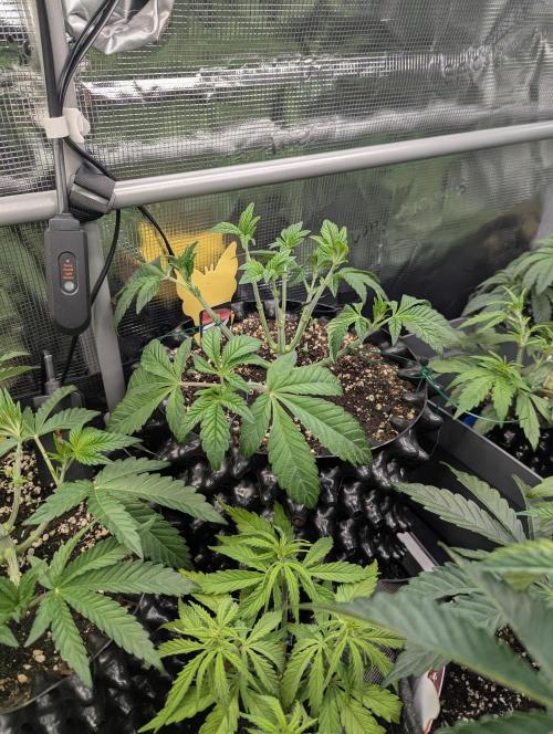 Potion - Wizard Trees. Week 5