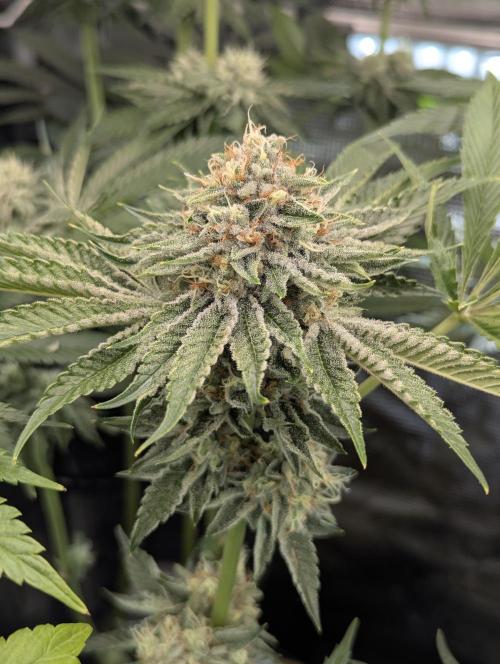 Wizard Fuel - Wizard Trees. Week 12