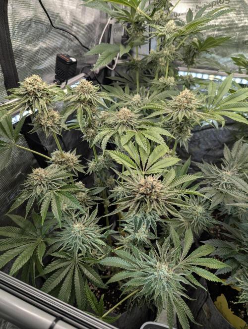 Wizard Fuel - Wizard Trees. Week 12