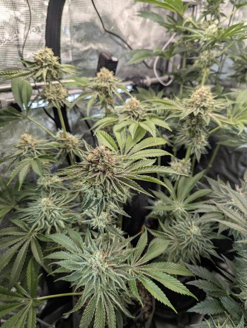 Wizard Fuel - Wizard Trees. Week 12