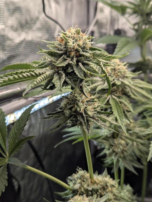 Wizard Fuel - Wizard Trees. Week 12