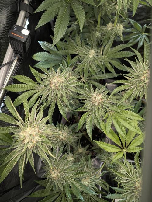 Wizard Fuel - Wizard Trees. Week 12