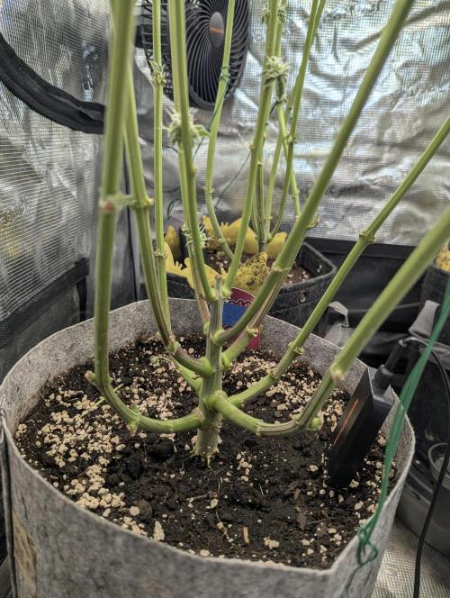 Wizard Fuel - Wizard Trees. Week 12