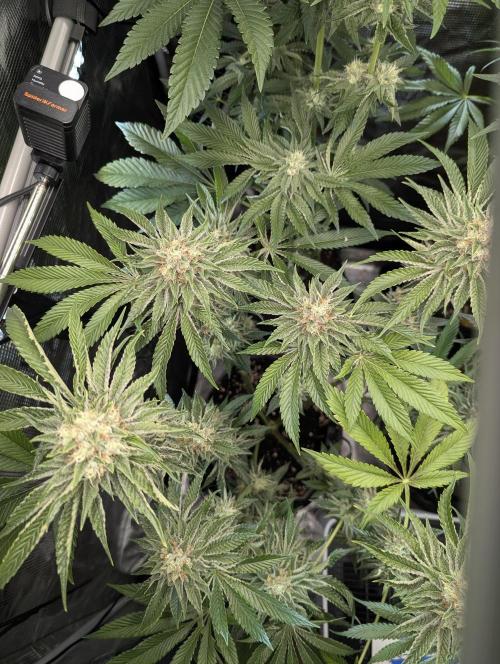 Wizard Fuel - Wizard Trees. Week 12