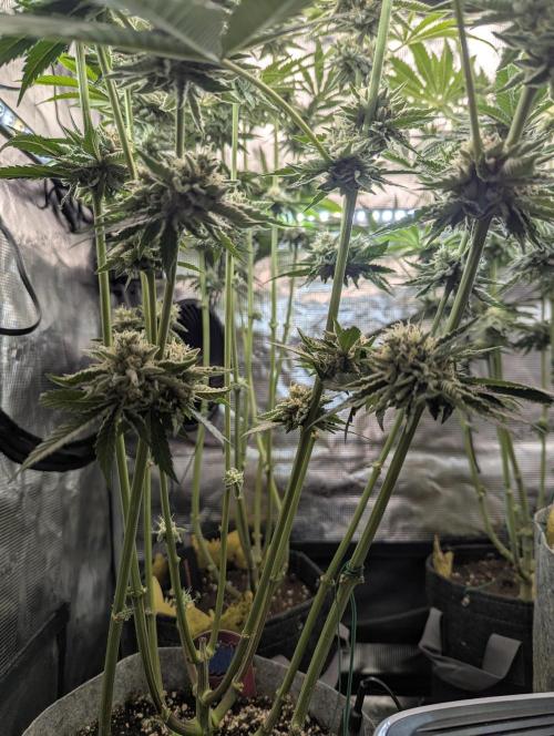 Wizard Fuel - Wizard Trees. Week 12