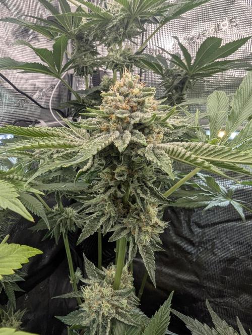 Wizard Fuel - Wizard Trees. Week 12