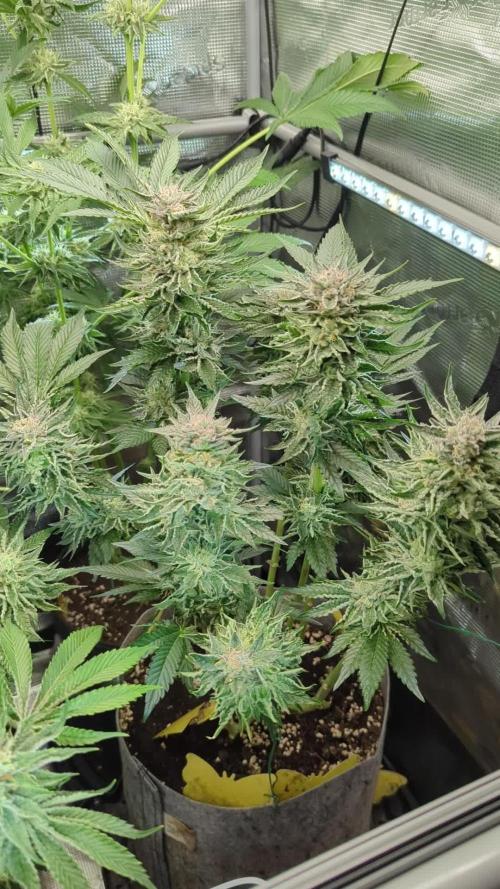 British Delight - Wizard Trees