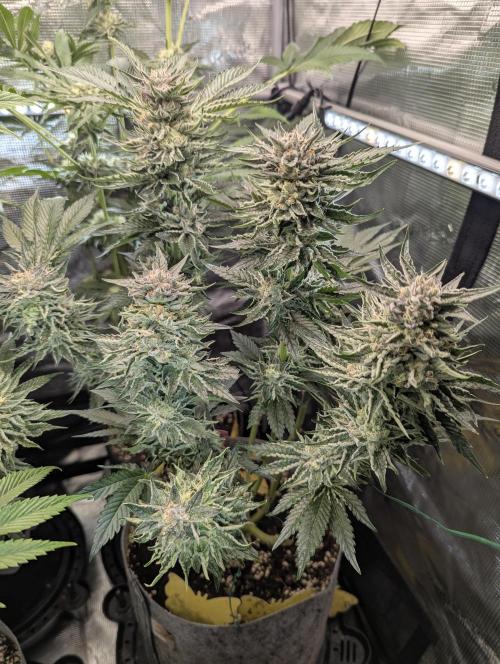 British Delight - Wizard Trees. Week 12