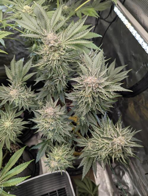 British Delight - Wizard Trees. Week 12