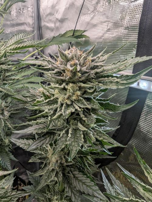 British Delight - Wizard Trees. Week 12