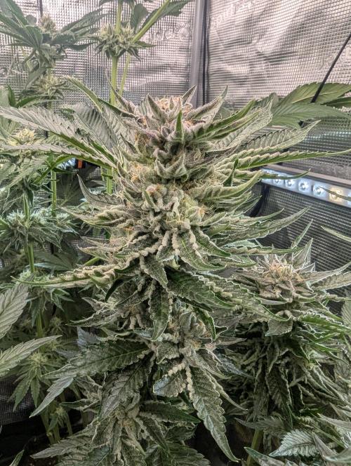 British Delight - Wizard Trees. Week 12