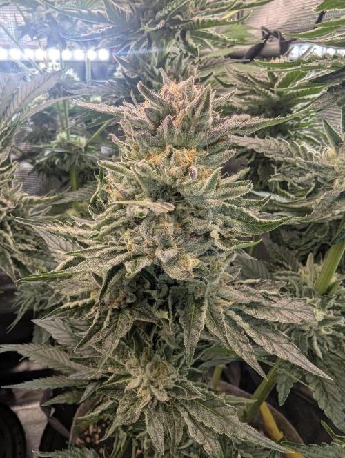 British Delight - Wizard Trees. Week 12