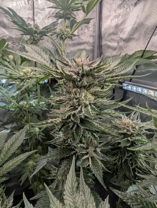 British Delight - Wizard Trees. Week 12