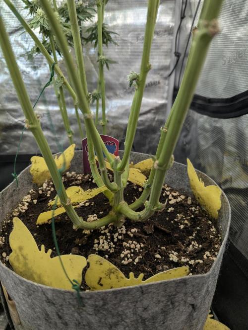 British Delight - Wizard Trees. Week 12